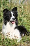 BORDER COLLIE 591